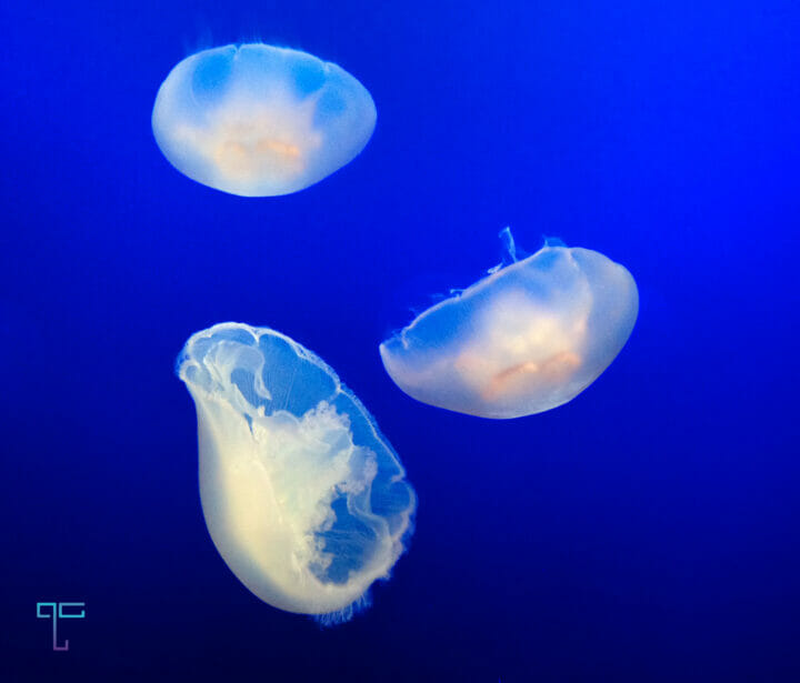 sea jellies